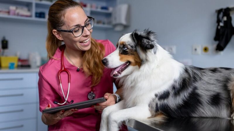 Dental Health for Pets: Why Regular Cleanings Are Essential