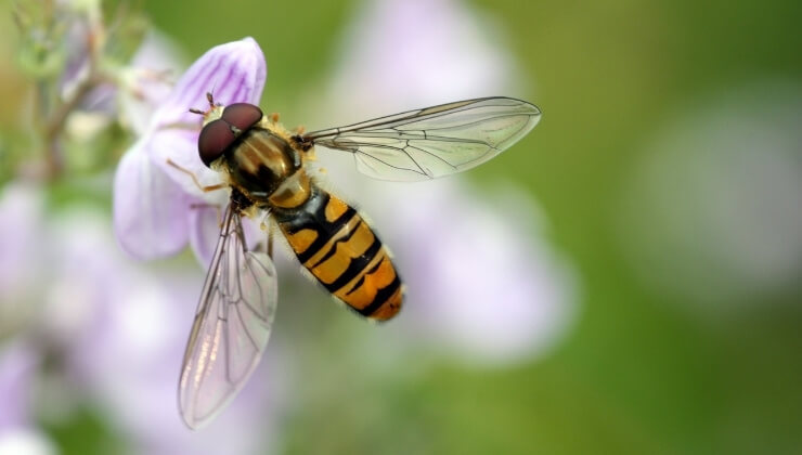 A Comprehensive Guide to Effective Control of Hoverfly