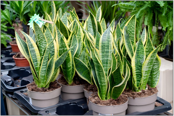 Tips for Cultivating and Flourishing with Snake Plants