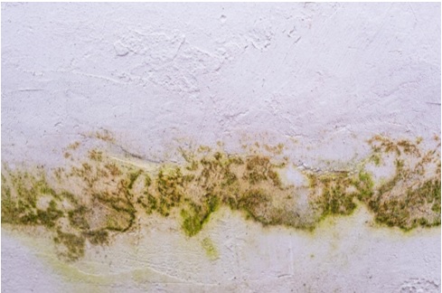 Top Signs You Need a Mold Inspection in NJ