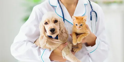 Understanding Pet Insurance and Vaccinations in Dubai