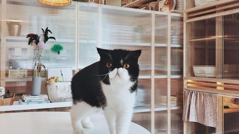 Peace of Mind for Pet Owners: The Growing Demand for Cat Boarding Services