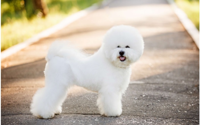 The Long-Term Benefits of Regular Injections for Dogs