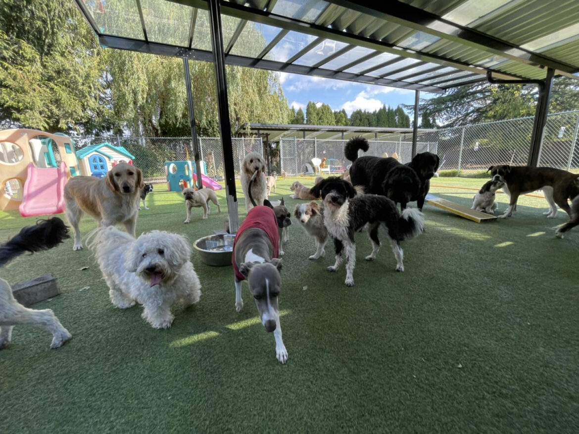 Choosing the Right Dog Daycare in Abbotsford for Your Furry Friend
