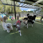 Dog Daycare