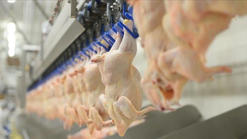 Top Trends in Poultry Equipment From China